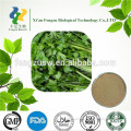 High quality dehydrated celery powder